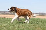 SAINT BERNARD 105